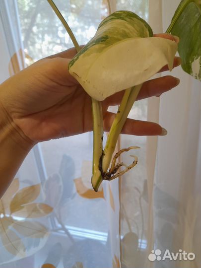 Монстера Альба Борзига