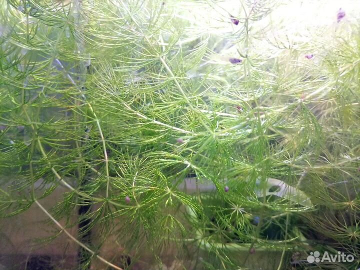 Роголистник