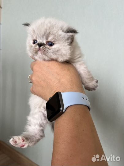 Персидская гималайская девочка