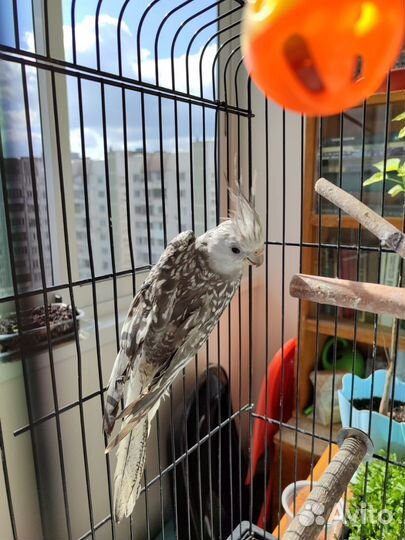 Попугай корелла. Безщекая. Птенцы