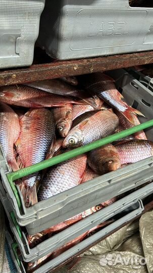 Свежая рыба оптом