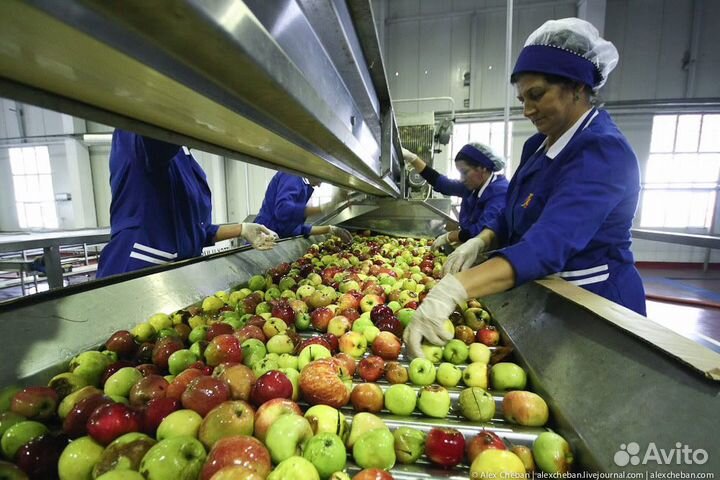 Сортировщик Овощей Вахта с проживанием