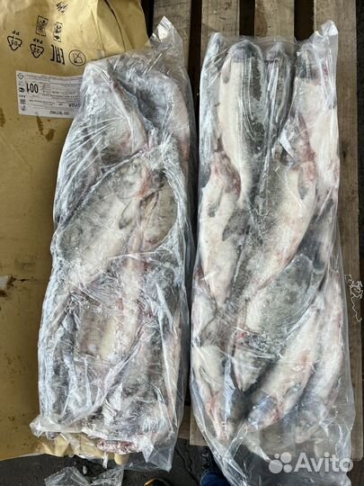 Горбуша нр(целая) свежемороженая