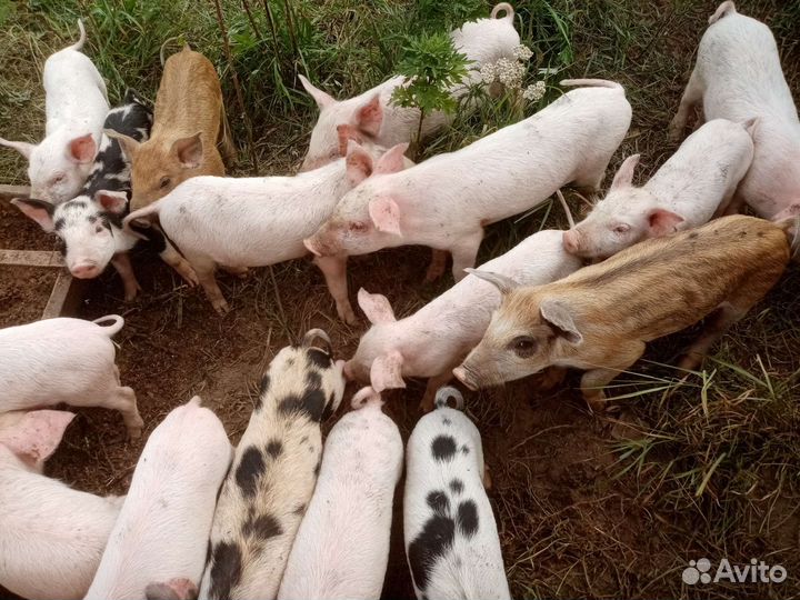 Поросята