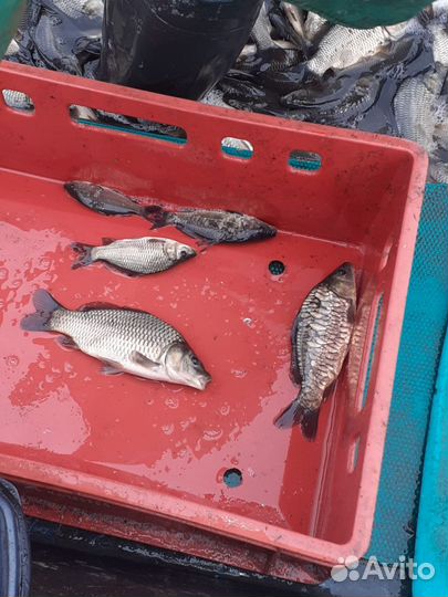 Карп (малек) на зарыбление