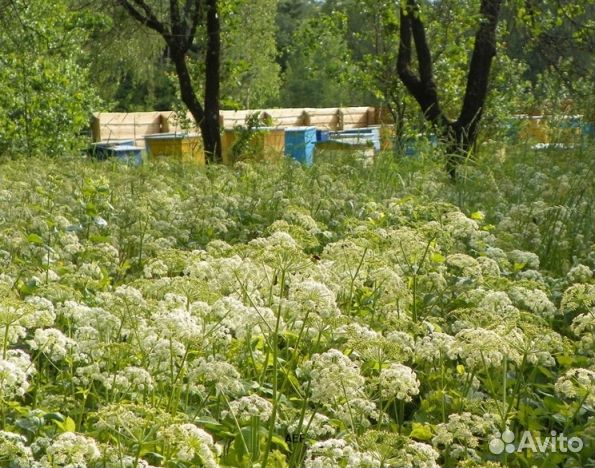 Мед 2024 года из Алтая оптом