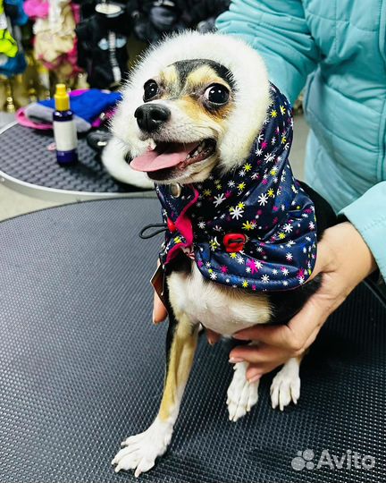 Зимние шапки для собак