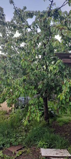 Участок 40 сот. (ИЖС)