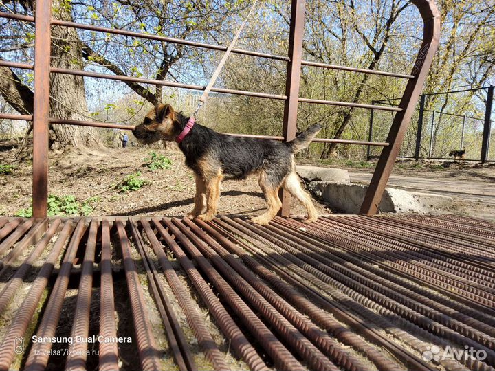 Щенки бордер терьера