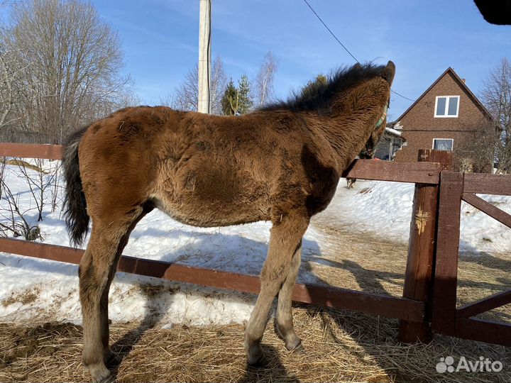 Кросс американский рысак