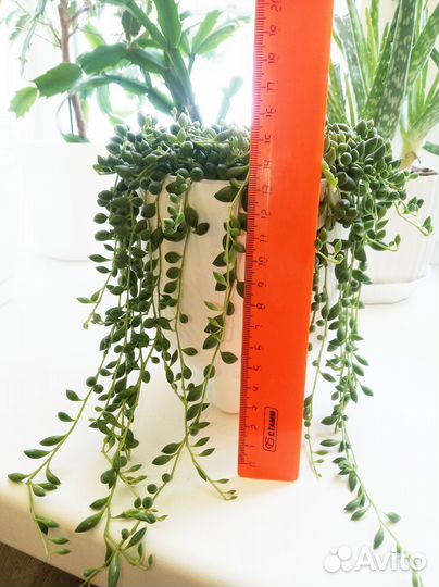 Крестовник Геррейна (Senecio herreianus)