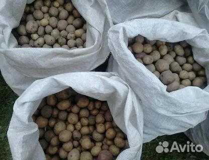 Картошка на корм мелкая