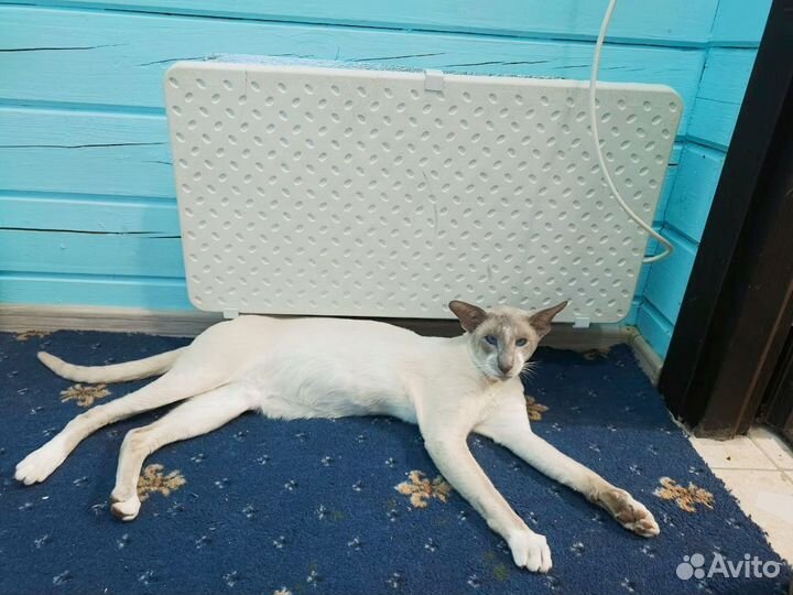 Ориентальный кот вязка