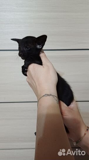 Ориентальные угольки)