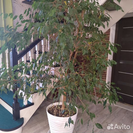 Большие цветы