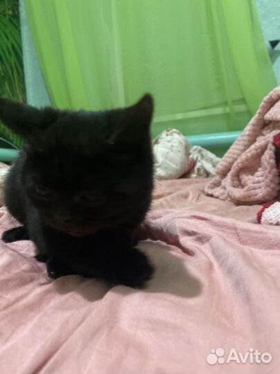 Котёнок,сеамский