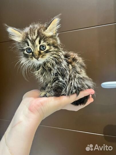 Пепельная Камелия ищет свой дом