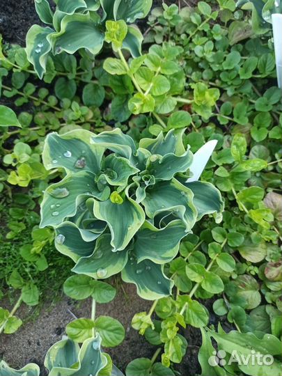 Хосты из серии мышиных ушек