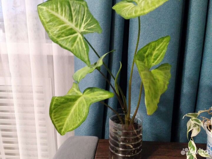 Комнатные растения