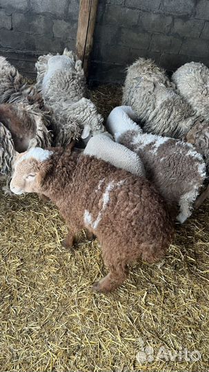 Овцы с ягнятами