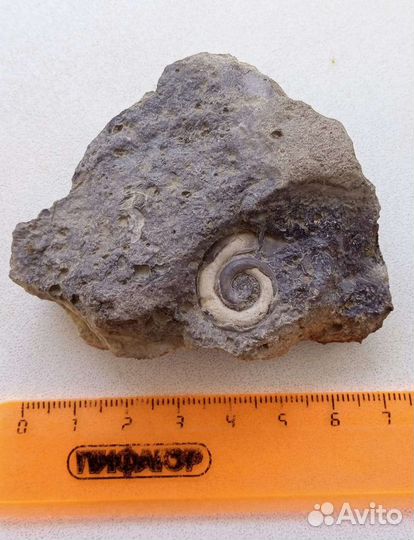 Окаменелость