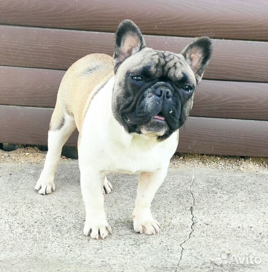 Bouledogue français