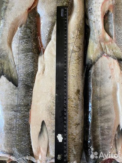 Кета свежемороженная оптом