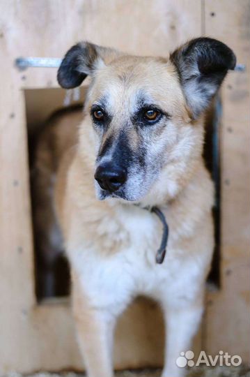 Собаки из приюта в добрые руки