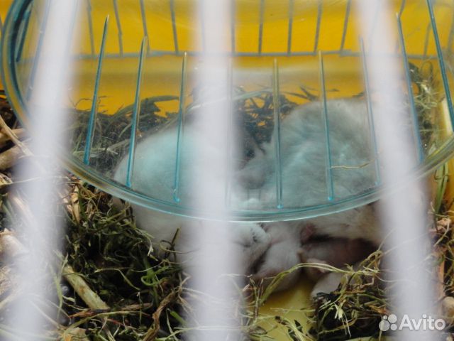 Джунгарские хомячки. Родились 03.05.2024г