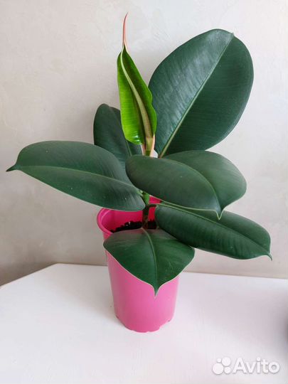 Фикус каучуконосный