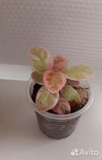 Эписция, каладиум, гемиграфис, фиалка