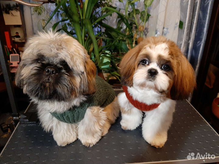 Груминг для собак