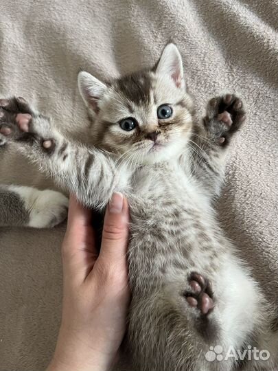 Британские котята