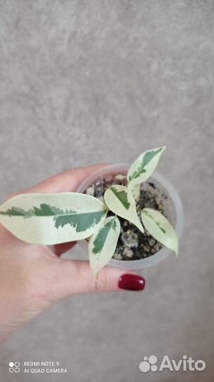 Фикус де Гантель