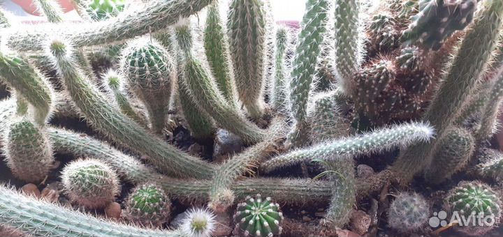 Кактусы и кактусята )