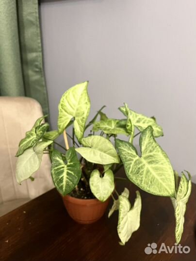 Сингониум батерфляй