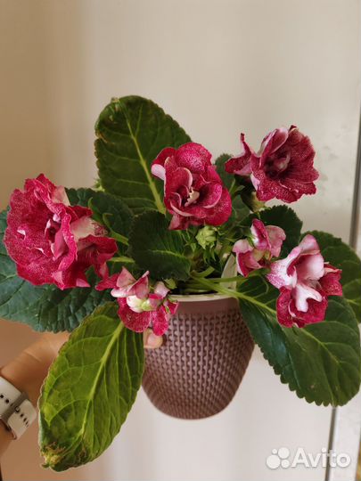 Глоксиния Ягодка