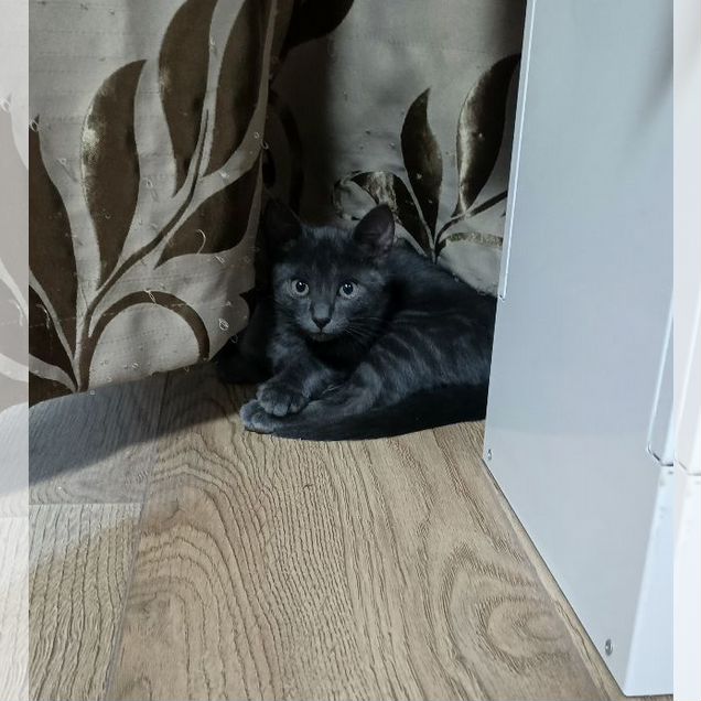Русский голубой котёнок