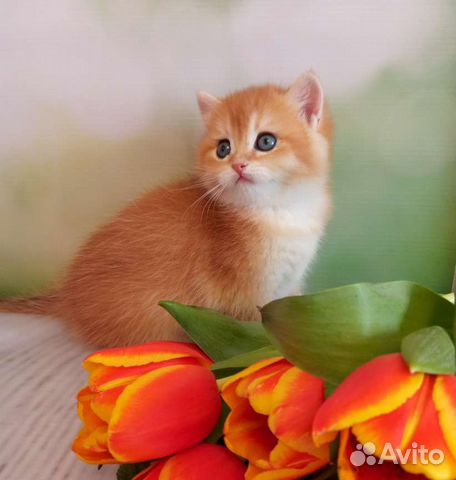 Британские котята золотая шиншилла