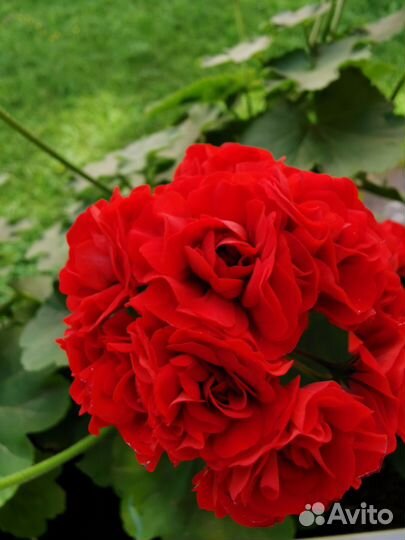 Герань пеларгония