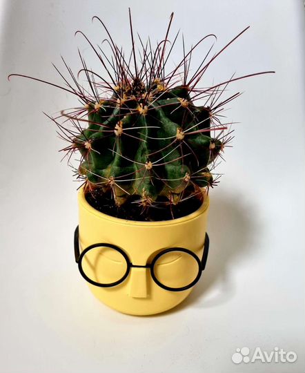 Кактус