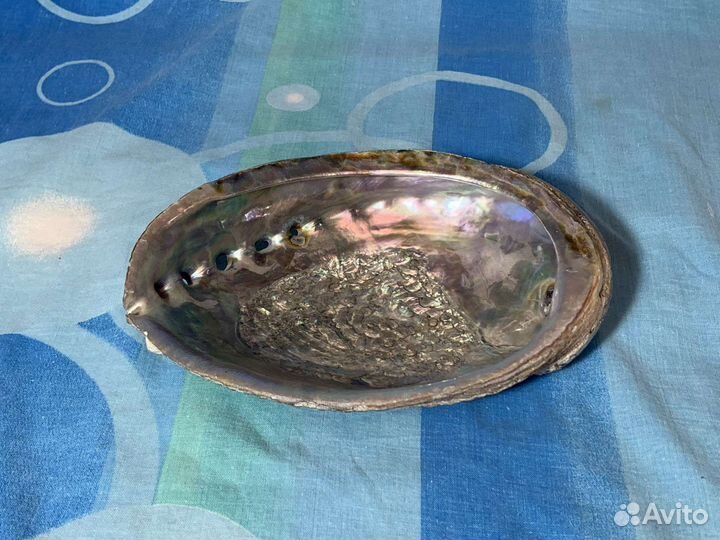 Ракушка перламутровая