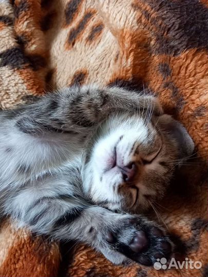 Кошки в добрые руки бесплатно