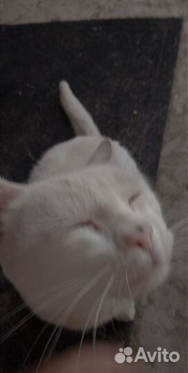 Кот Британец,не вислоухий белый,ему 9 месяцев