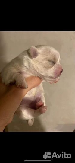 Померанский шпиц вязка кобель