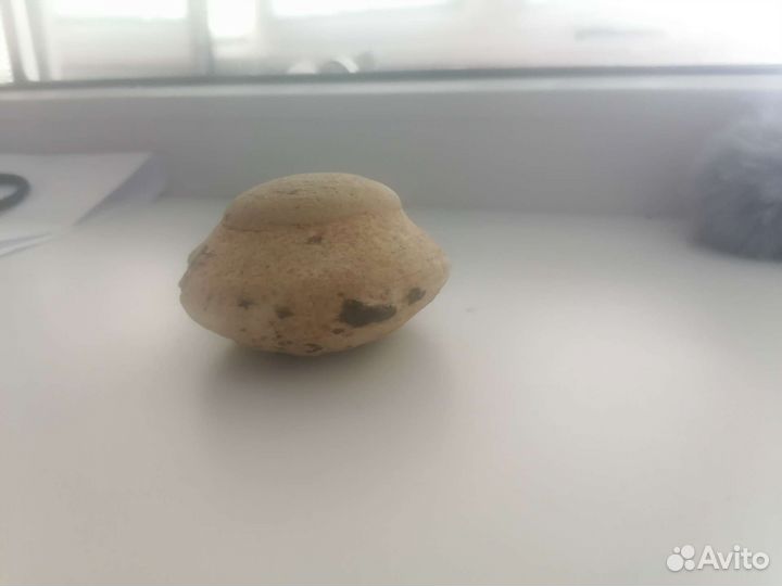 Окаменелости аммониты