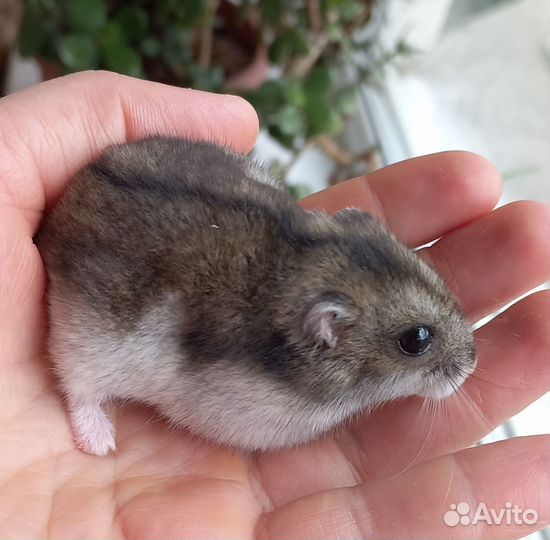 Джунгарский хомяк