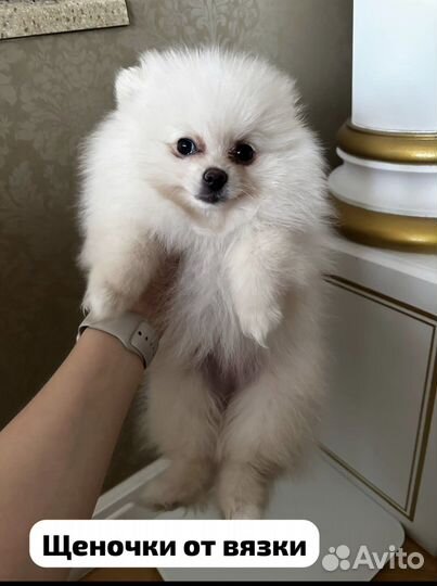 Шпиц для вязки