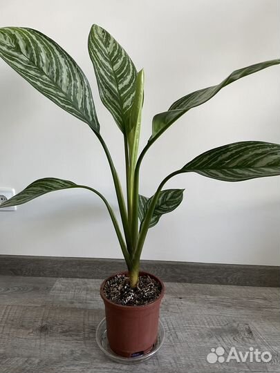 Аглаонема страйпс