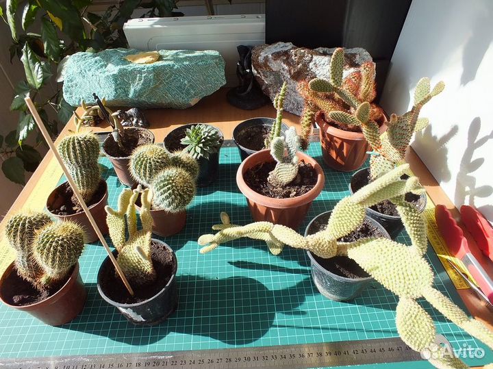 Кактусы Суккуленты Опунции махровые №3